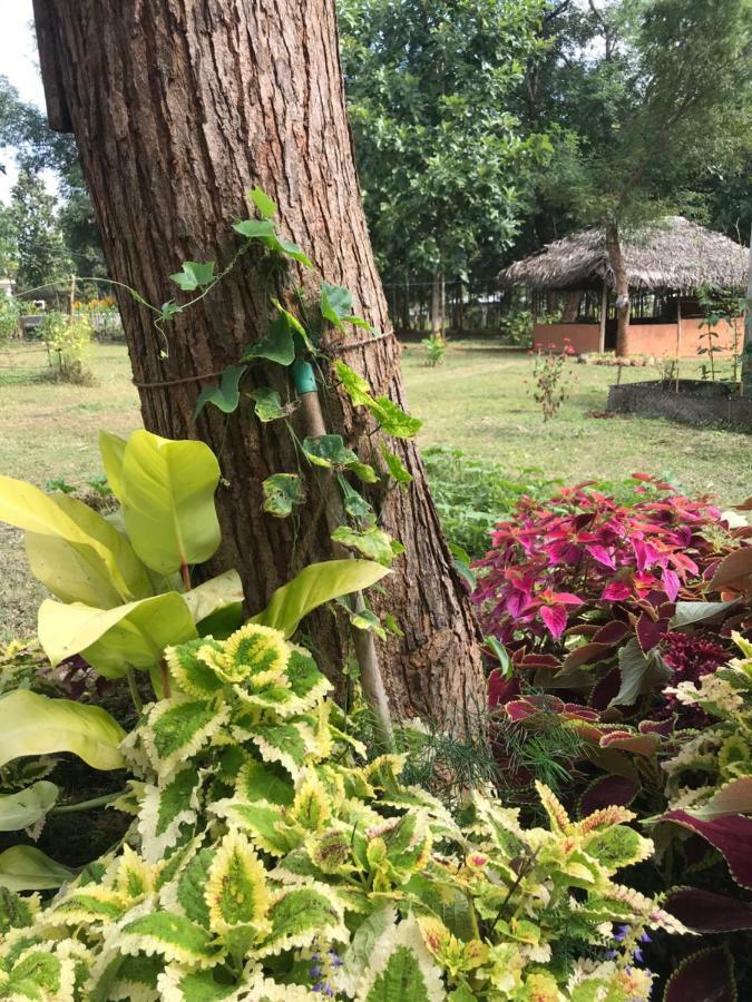 Peacock Resort Anuradhapura Bagian luar foto