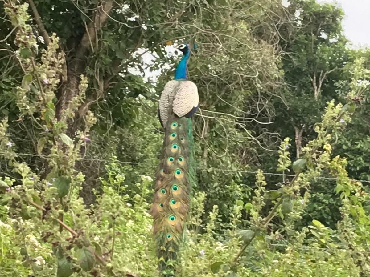 Peacock Resort Anuradhapura Bagian luar foto